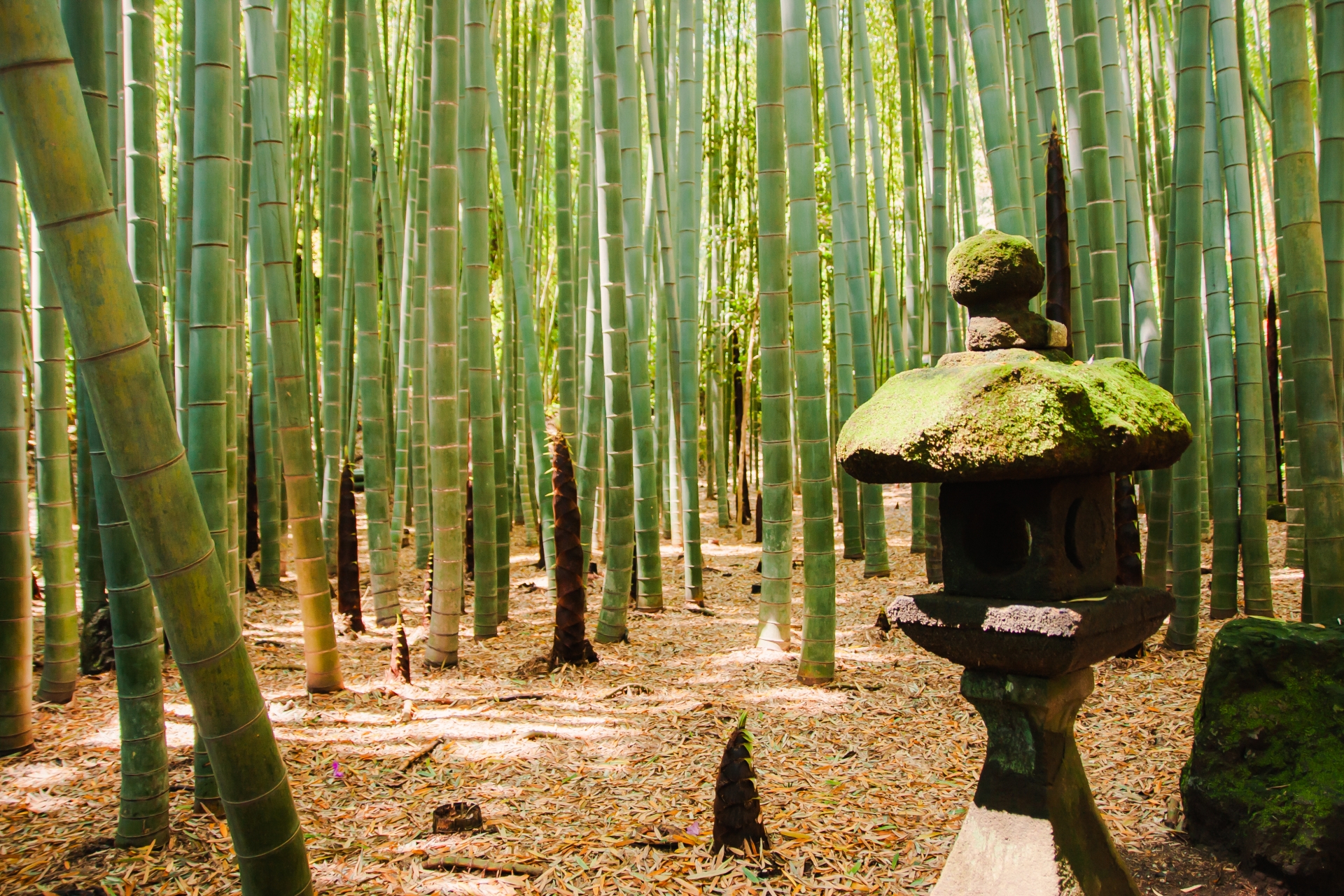 Zen Communication Zen Word for Better Communication #22 常行一直線 Tsuneni-Ichijikishin-wo ...
